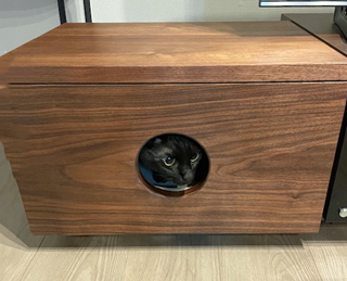 ネコハウスの猫