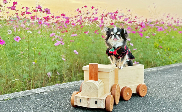 おもちゃの汽車に乗るチワワ