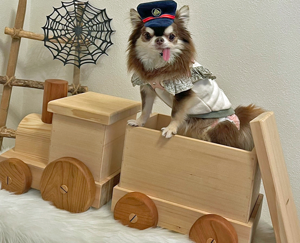 木製のおもちゃの汽車とチワワ