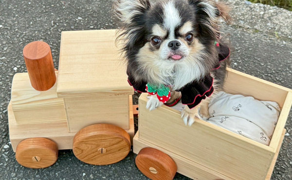 木製のおもちゃの汽車とチワワ